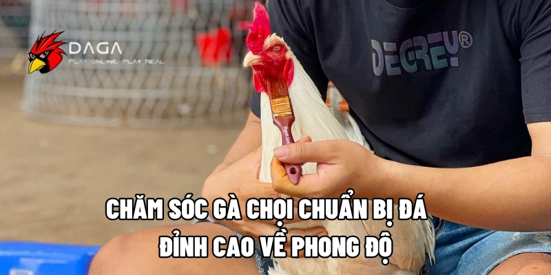 cham soc ga choi chuan bi da 1