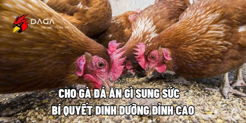 cho ga da an gi sung suc 1