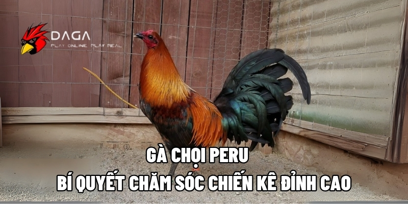 ga choi peru daga88 1