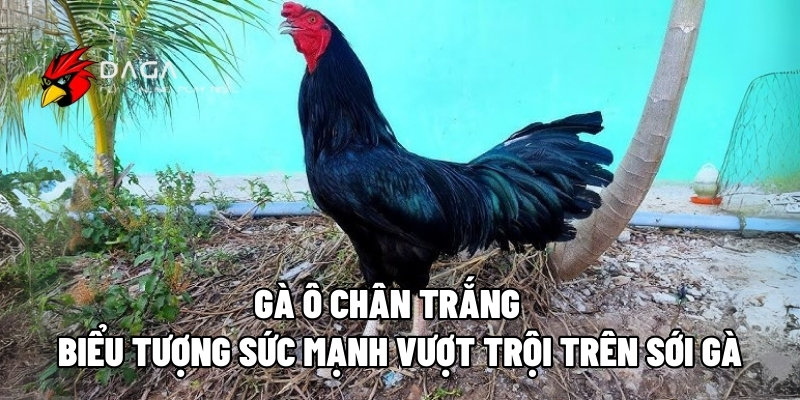 ga o chan trang daga88 1