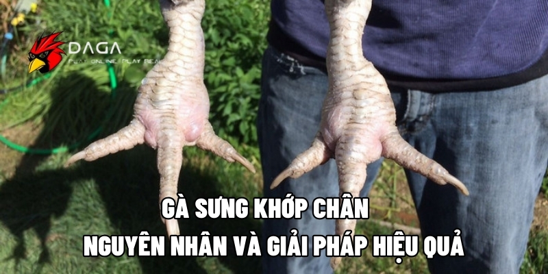 ga sung khop chan daga88 1