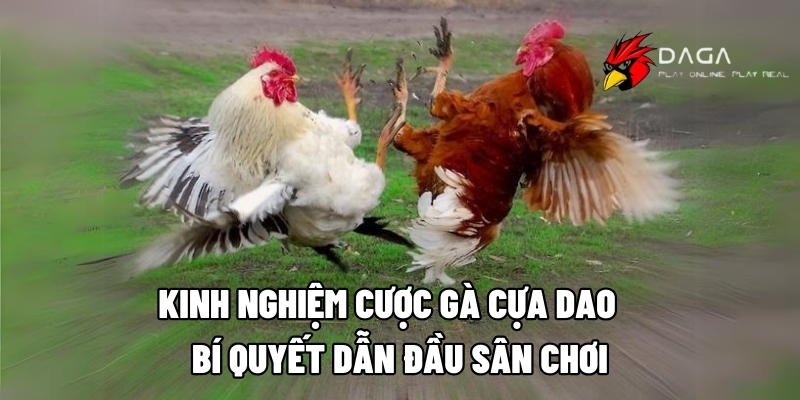 kinh nghiem cuoc ga cua dao daga88 1