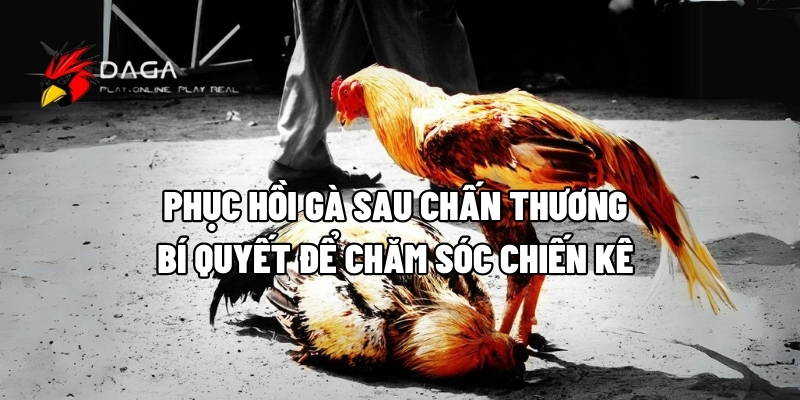 phuc hoi ga sau chan thuong daga88 1