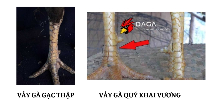 vay ga quy daga88 4