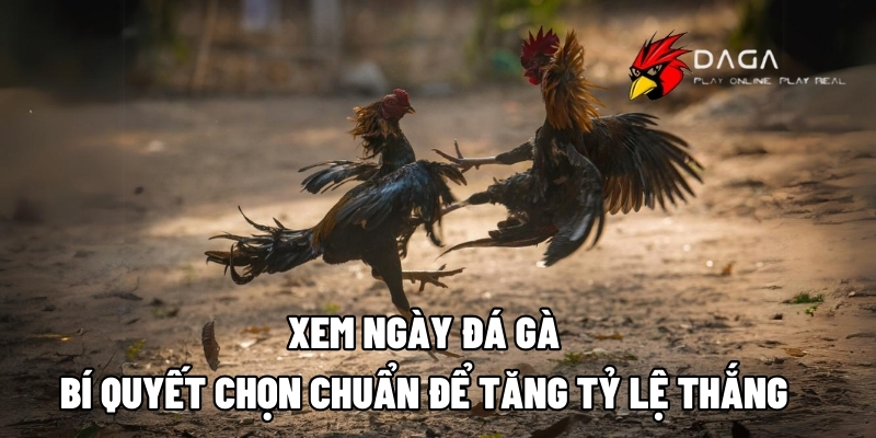 xem ngay da ga daga88 1